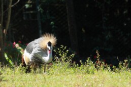 Zoológico de Curitiba