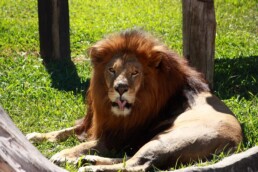 Zoológico de Curitiba