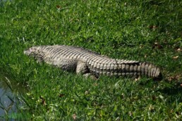 Zoológico de Curitiba