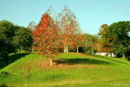 Bosque do papa no outono