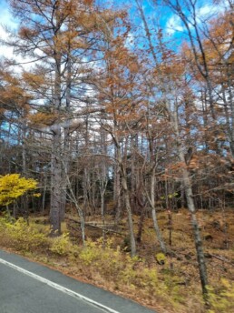 Fuji-Subaru Line 5th Station