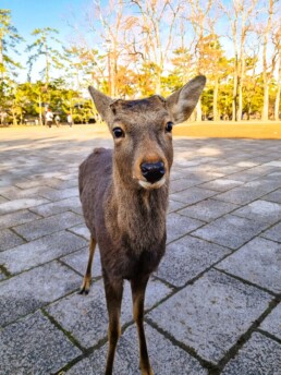 Parque de Nara