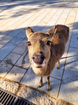 Parque de Nara