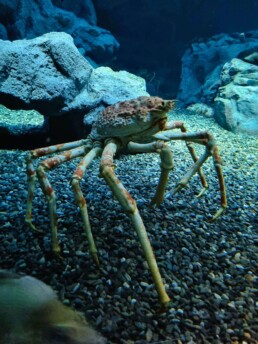 Osaka Aquarium Kaiyukan