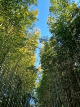 Floresta de Bambu da Cidade Muko