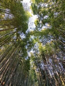 Floresta de Bambu da Cidade Muko