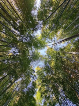 Floresta de Bambu da Cidade Muko