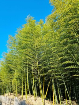 Floresta de Bambu da Cidade Muko