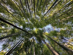 Floresta de Bambu da Cidade Muko