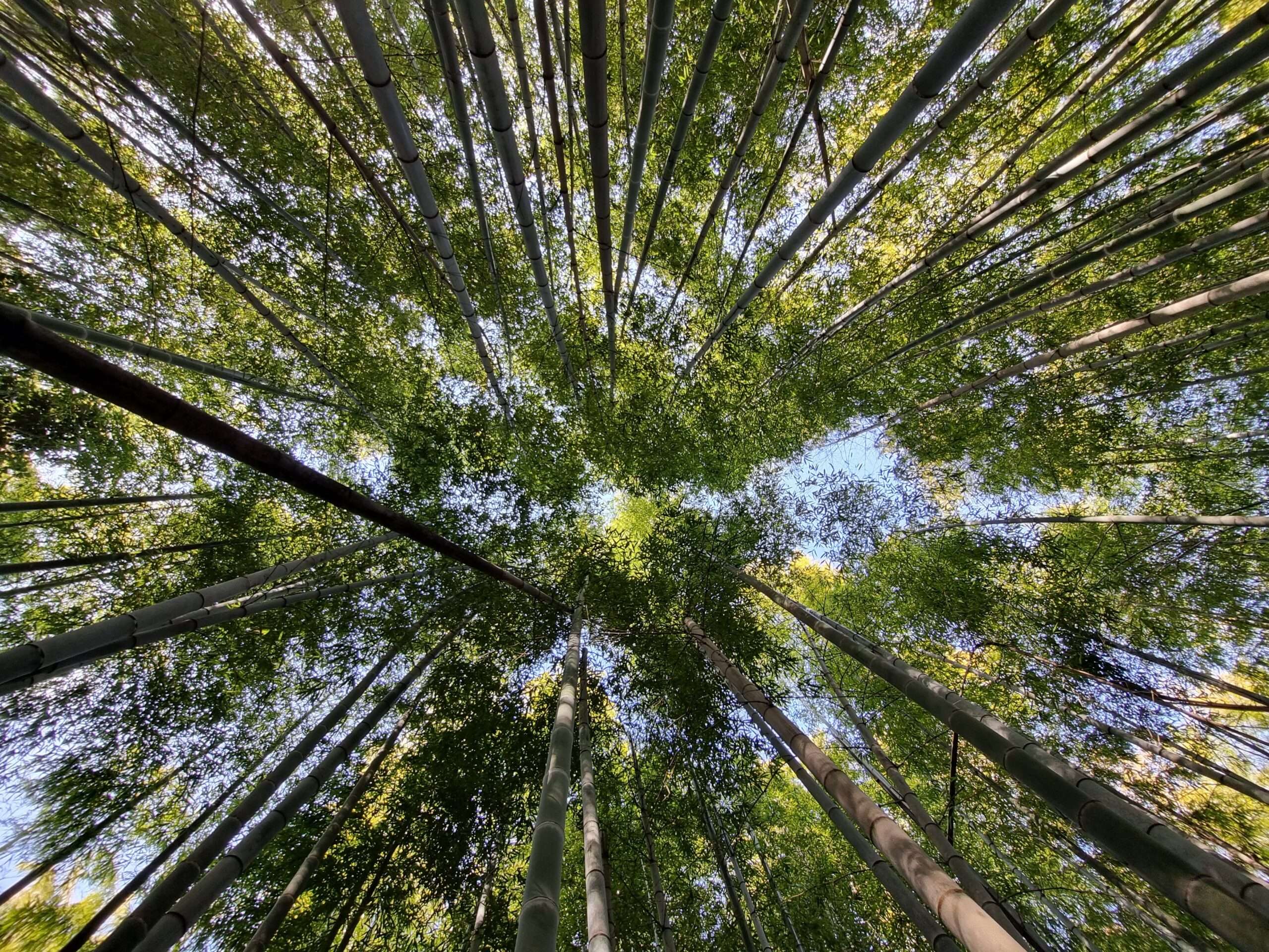 Floresta de Bambu da Cidade Muko