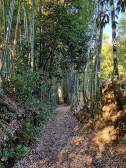 Floresta de Bambu da Cidade Muko