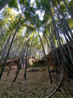 Floresta de Bambu da Cidade Muko