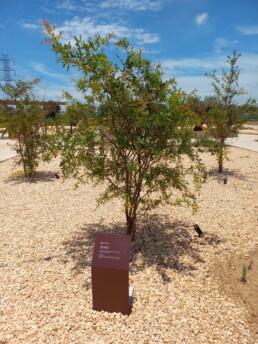 MAB - Museu de Arqueologia Bíblica - Jardim Bíblico - Engenheiro Coelho