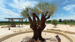 MAB - Museu de Arqueologia Bíblica - Jardim Bíblico - Engenheiro Coelho